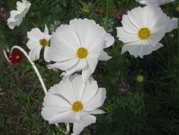 コスモス1026 コスモス1026