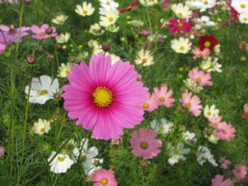 コスモス1026 コスモス1026