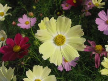 コスモス1026 コスモス1026