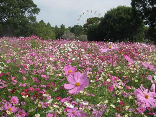 コスモス1026 コスモス1026