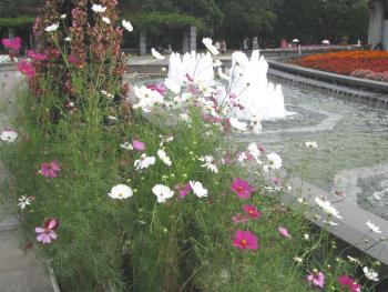 コスモスプランター1026 コスモスプランター1026