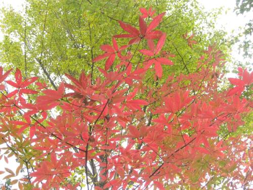 メグスリノキ1117 メグスリノキ1117