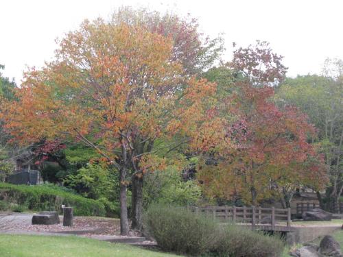 ハナノキほか1117 ハナノキほか1117