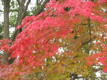 ヤマモミジ1117 ヤマモミジ1117
