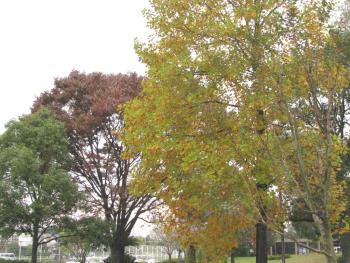 ユリノキ1117 ユリノキ1117