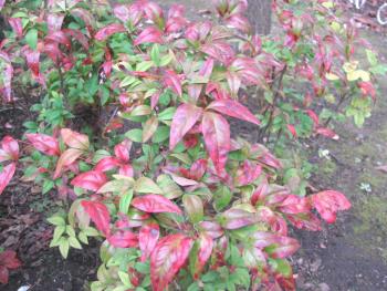 オタフクナンテン1117 オタフクナンテン1117