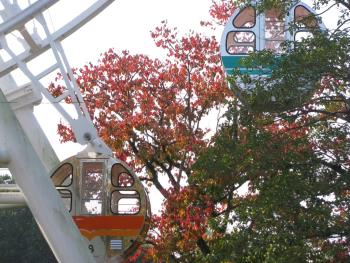 ナンキンハゼ1118 ナンキンハゼ1118