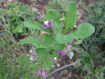 クコ1117 クコ1117