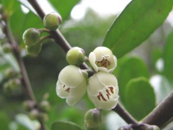 ハマヒサカキ1117 ハマヒサカキ1117