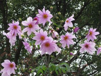 皇帝ダリア1117 皇帝ダリア1117