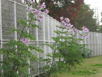 皇帝ダリア1117 皇帝ダリア1117