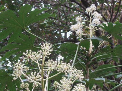 ヤツデ1117 ヤツデ1117