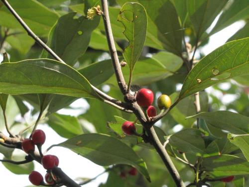 シロダモ1117 シロダモ1117