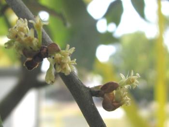 シロダモ1117 シロダモ1117