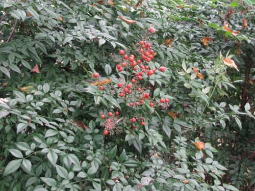 ナンテン1117 ナンテン1117