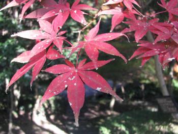 野村1127 野村1127