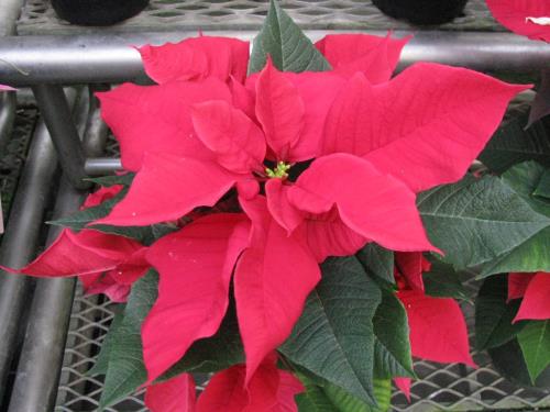 ポインセチア1206 ポインセチア1206