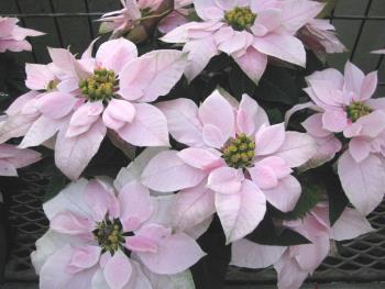 プリンセチア1206 プリンセチア1206