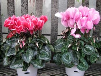 シクラメン1206 シクラメン1206