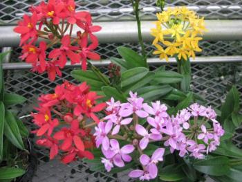 エピデンドラム1206 エピデンドラム1206