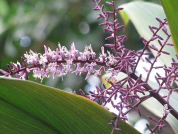 ドラセナ1206 ドラセナ1206