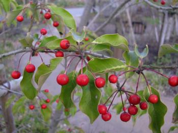 ソヨゴ1206 ソヨゴ1206