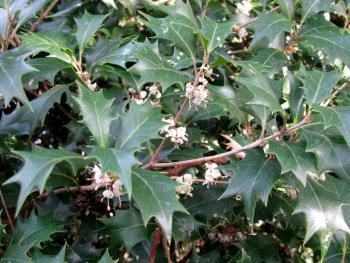 ヒイラギ1206 ヒイラギ1206