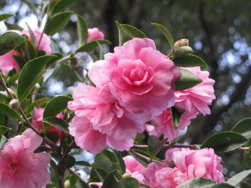 えにし1206 えにし1206