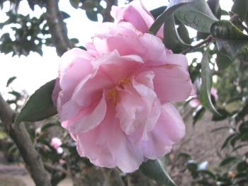 湖畔の秋1206 湖畔の秋1206