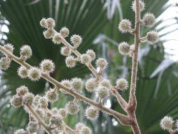 カミヤツデ花1206 カミヤツデ花1206