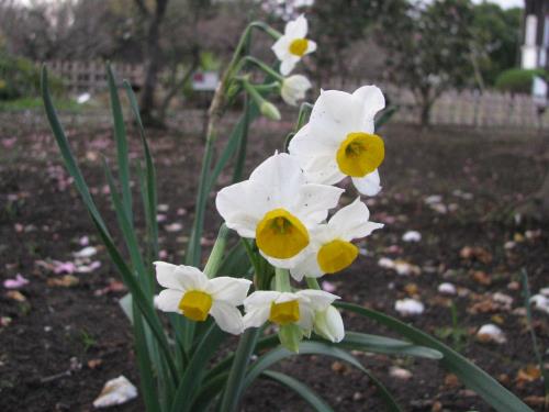 スイセン1206 スイセン1206