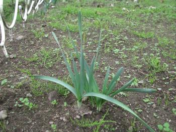 スイセン1106 スイセン1106