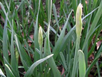 スイセン1127 スイセン1127