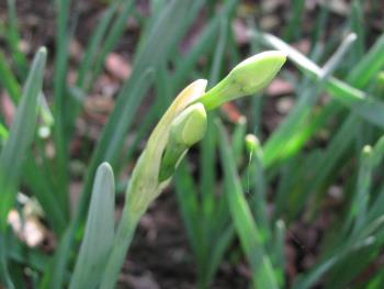 スイセン1127 スイセン1127