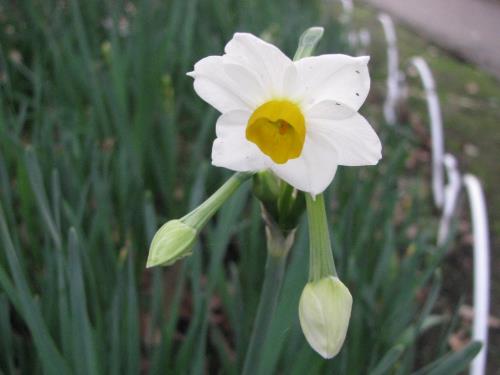 スイセン1206 スイセン1206