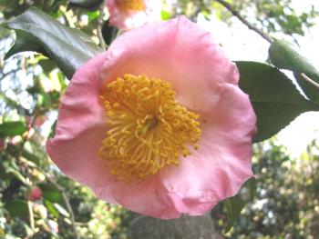 桜狩0120 桜狩0120
