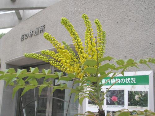 マホニア入口0121 マホニア入口0121
