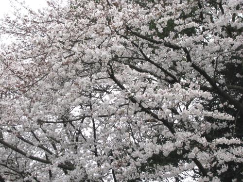 ソメイヨシノ0327 ソメイヨシノ0327