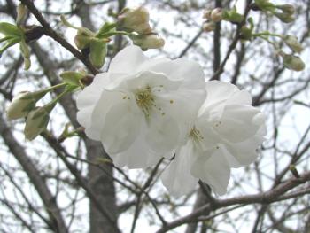チハラザクラ0327 チハラザクラ0327