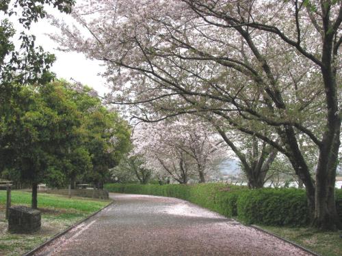 サクラ0403 サクラ0403