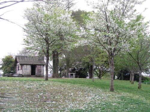 チハラザクラ0403 チハラザクラ0403