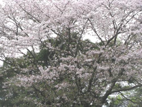 サクラ0403 サクラ0403