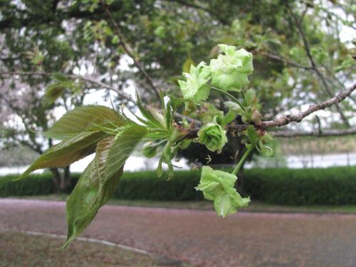 御衣黄0403 御衣黄0403