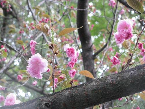 八重桜0403 八重桜0403