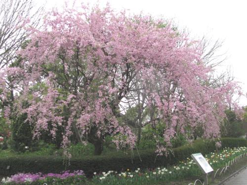 シダレザクラ0403 シダレザクラ0403