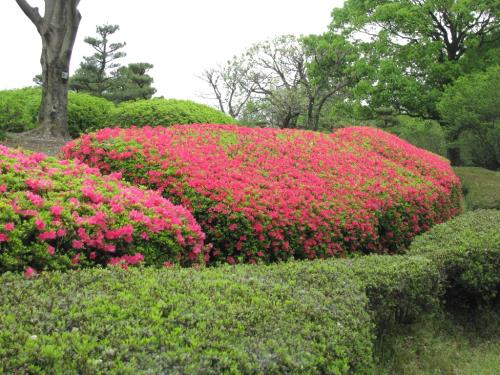 クルメツツジ0412 クルメツツジ0412