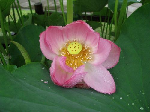 大賀ハス花0609 大賀ハス花0609