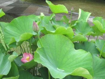 大賀ハス花茎0609 大賀ハス花茎0609