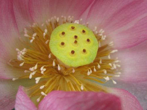 大賀ハス花托0609 大賀ハス花托0609