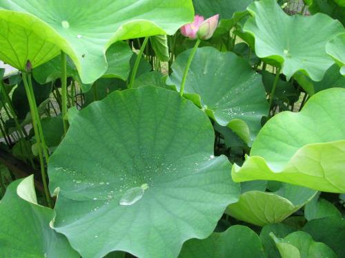 大賀ハス立ち葉と水滴0609 大賀ハス立ち葉と水滴0609